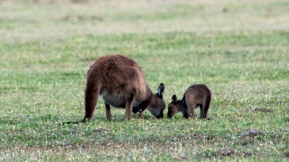 Kangaroos