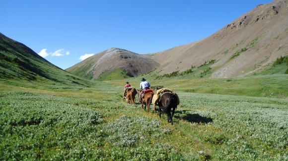 horse pack