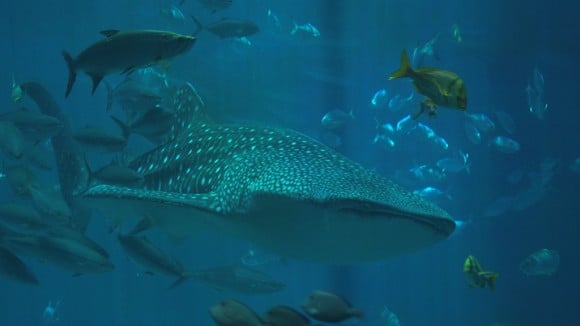 whale shark