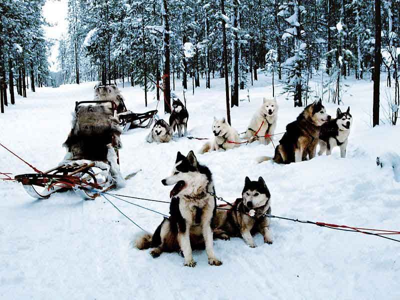 chiens de traineau