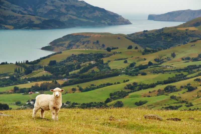 Les plaines de Nouvelle-Zélande