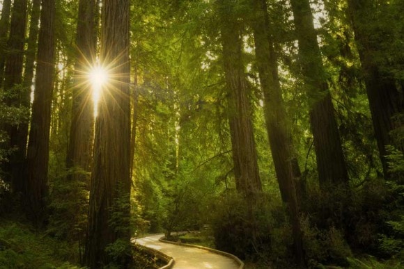 comm322-hiking-muir-woods-01-945x630