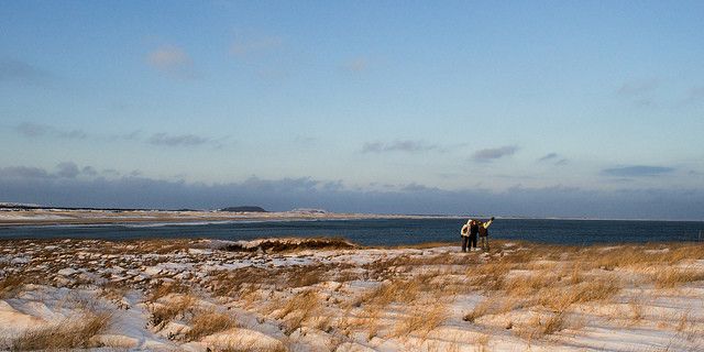 Iles de la Madeleine - Pionites melanocephalus