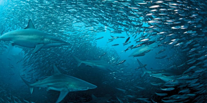 comm539_1200x600_top10diving_sardine