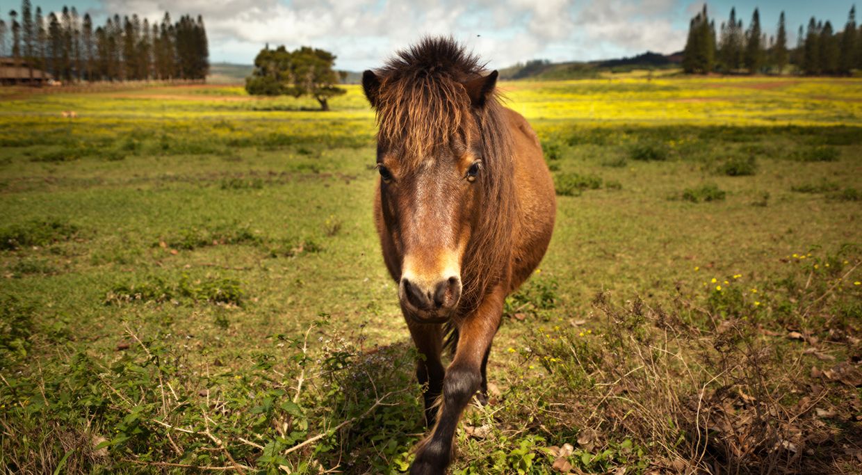 Lanai Horses