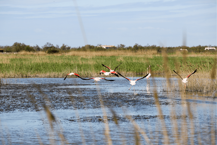 Que-faire-a-Nimes-en-Famille-decouvrir-Camargue