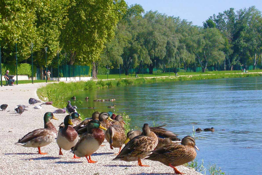 Que faire à Avignon Ile de la Barthelasse