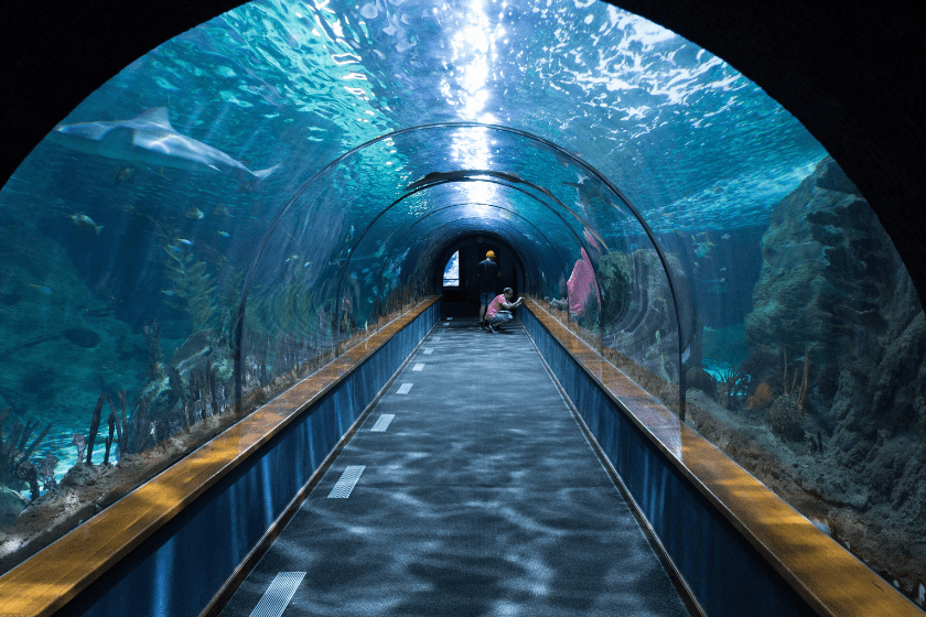 Que faire à Arcachon-Musée aquarium