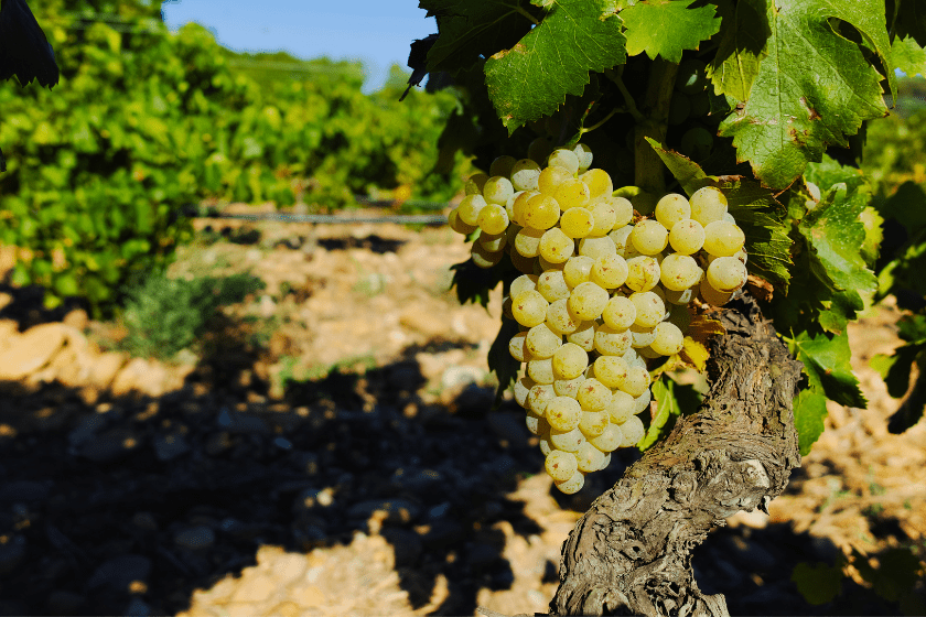 Que faire à Avignon vignobles de Chateauneuf du pape