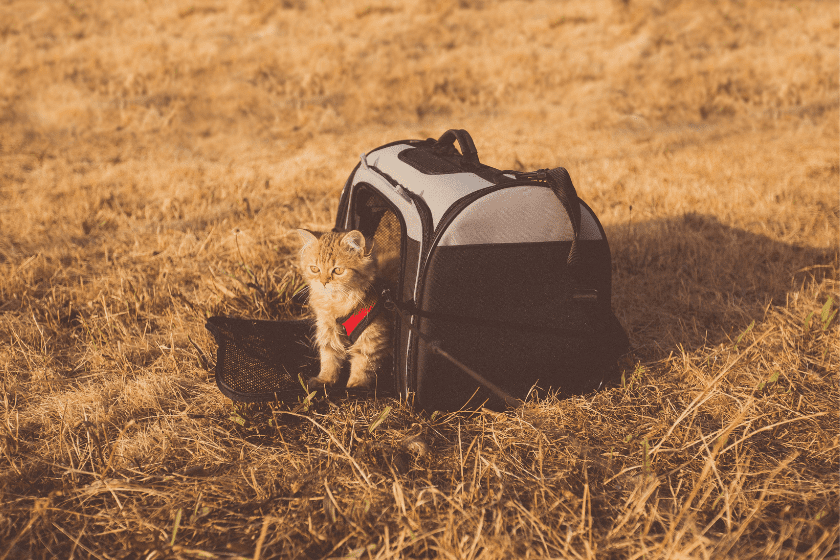 voyager avec un chat en train