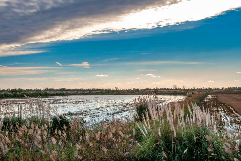 Où partir en octobre en famille Camargue