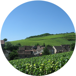 Faire la route des vins en Bourgogne cet été